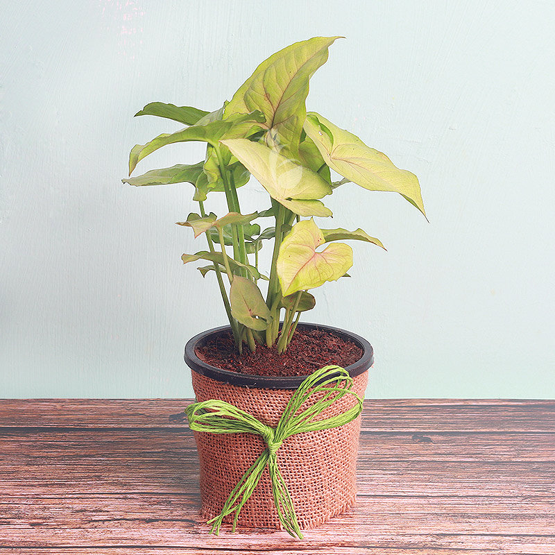 Syngonium Plant