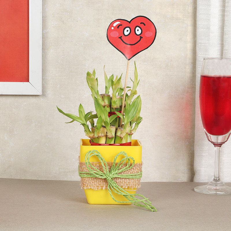 Hearty Bamboo Plant
