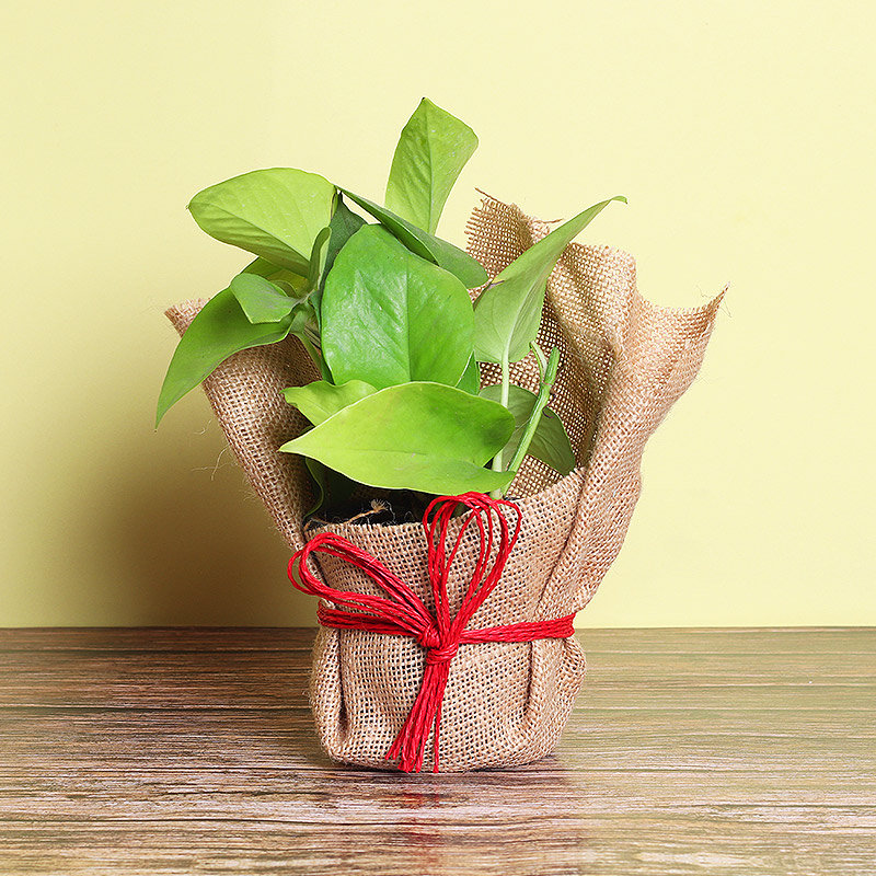 Alluring Money Plant