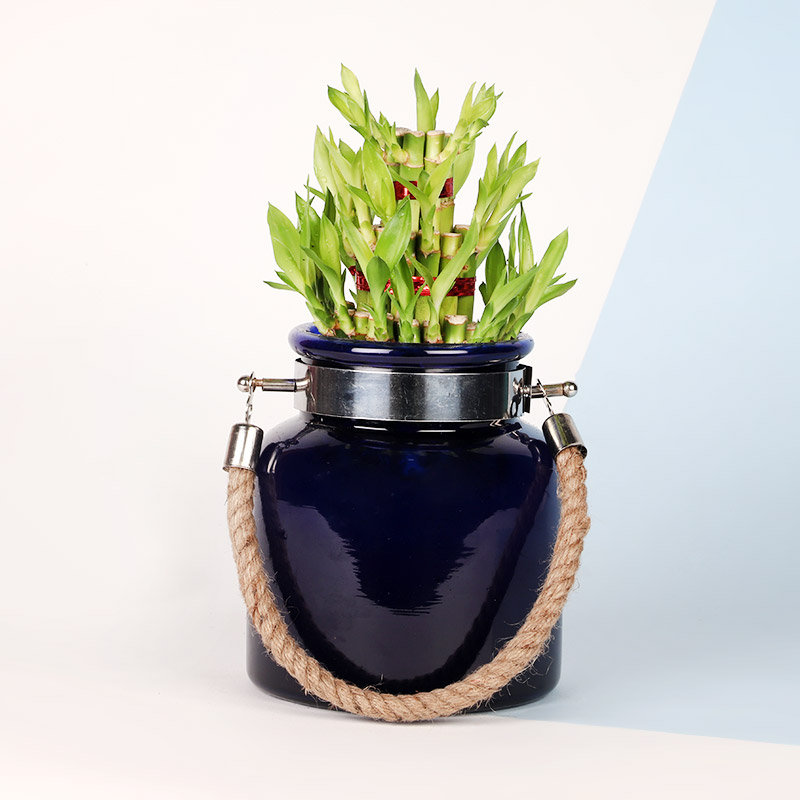 Lucky Bamboo Plant