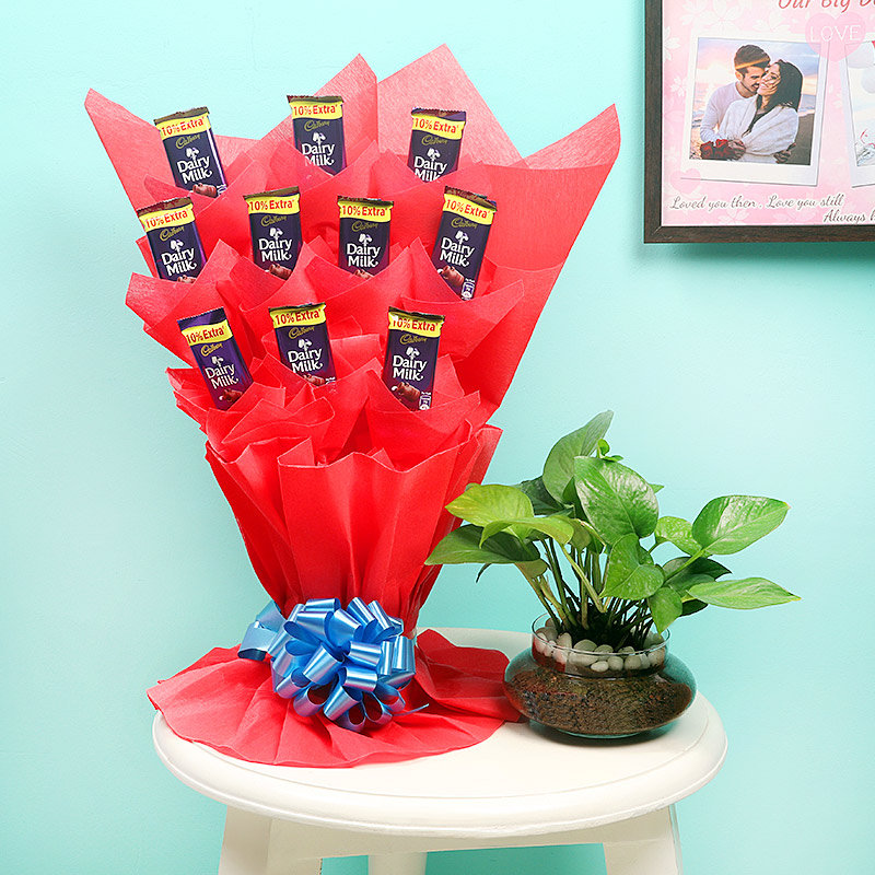 Lovely Money Plant Combo