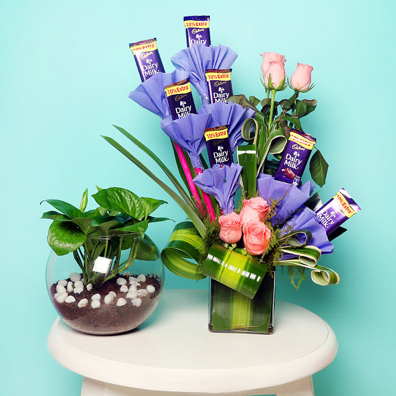Choco Rose Money Plant Combo