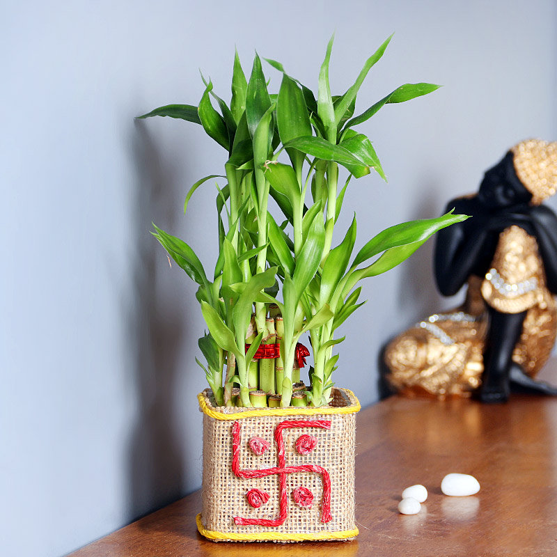 Bamboo Got Lucky