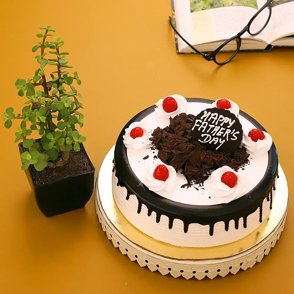 Jade Plant Black Forest Cake Combo