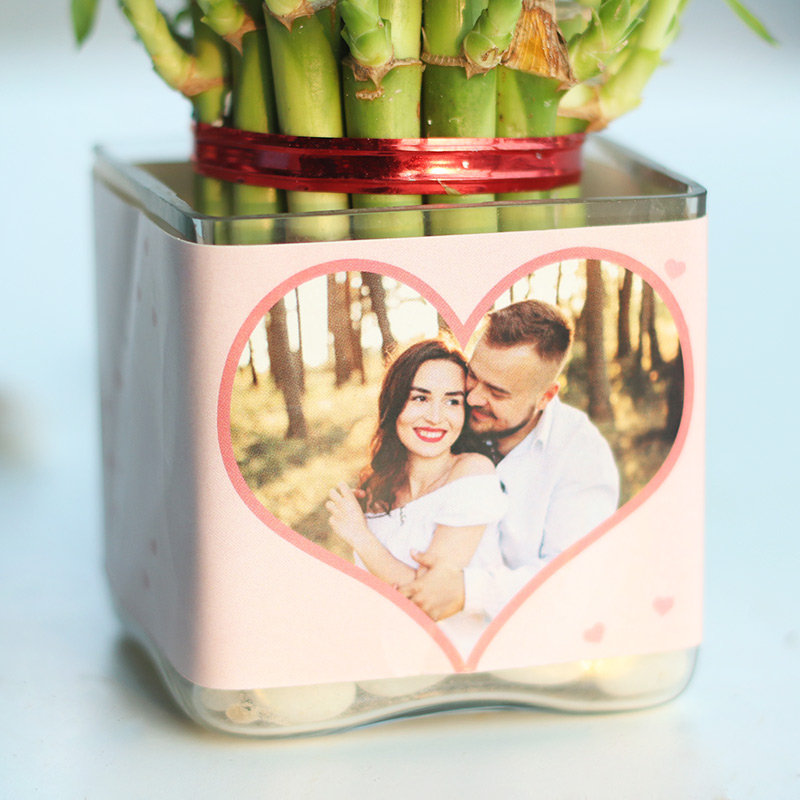 Smiling Bamboo Plant