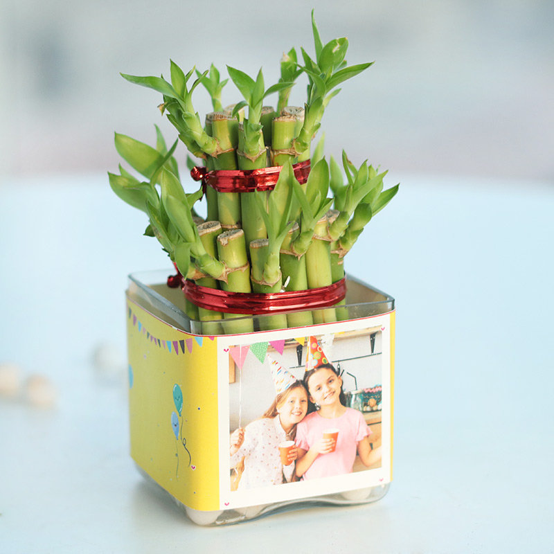 Bamboo Birthday Plant