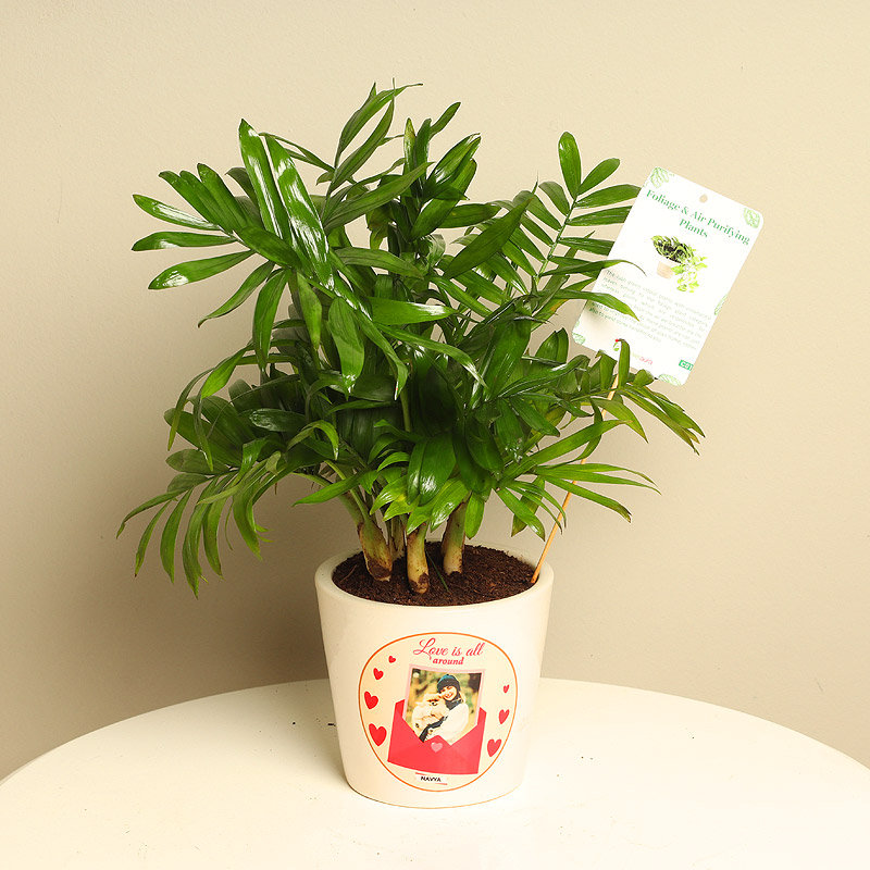 Perfect Parlour Palm