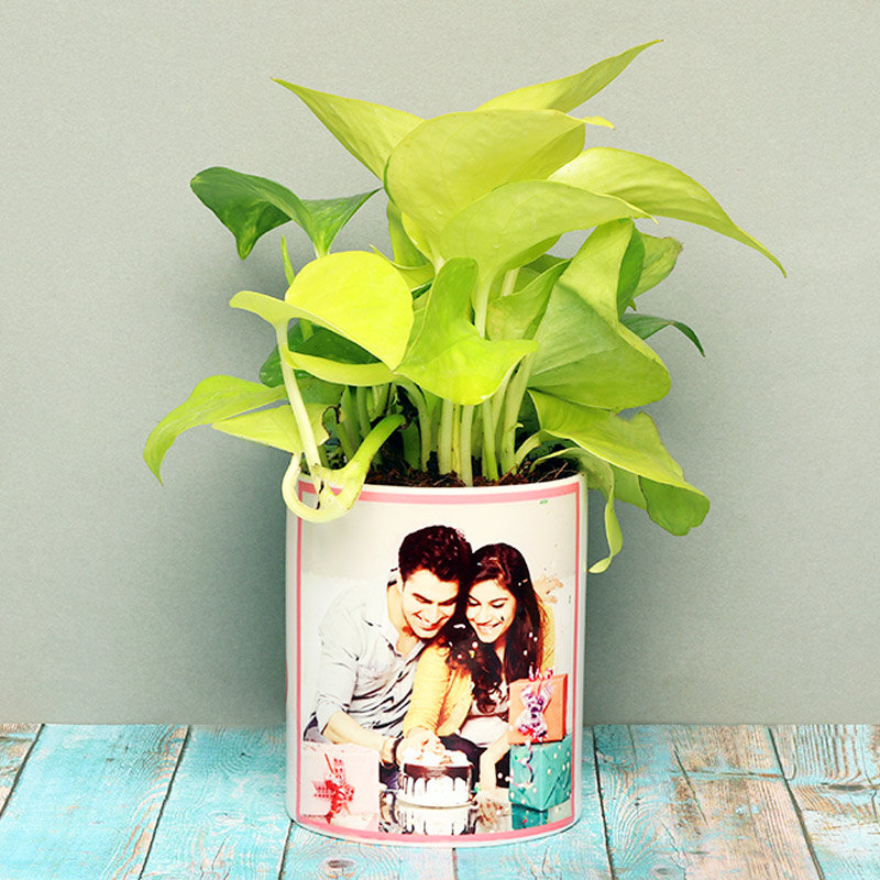 Charming Golden Money Plant
