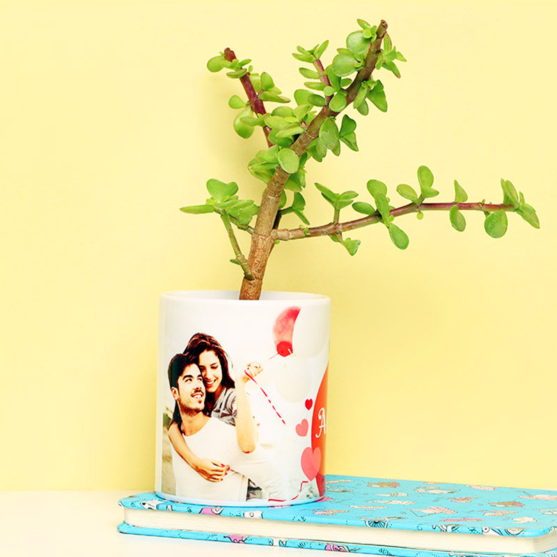 Dazzle Jade Plant