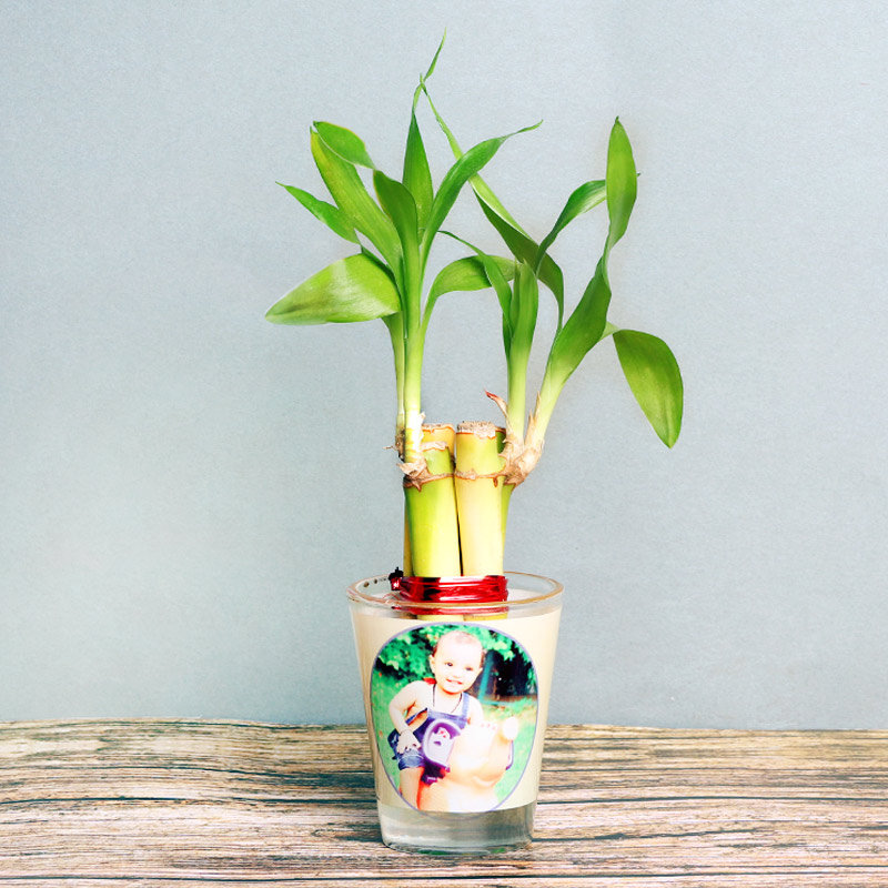 Decorative And Charming Bamboo