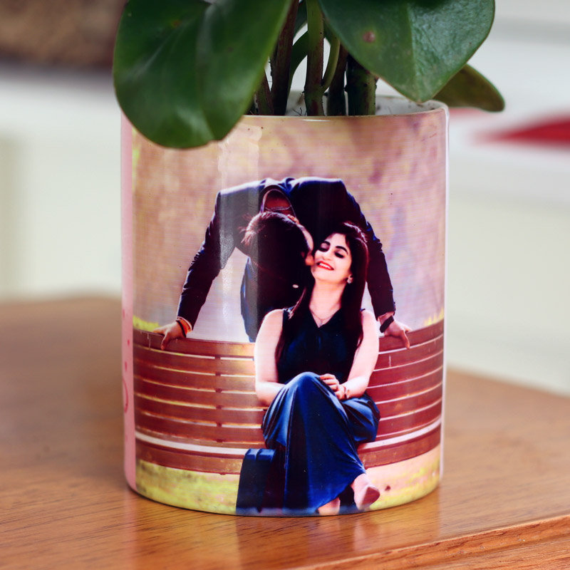 Glossy Peperomia Plant