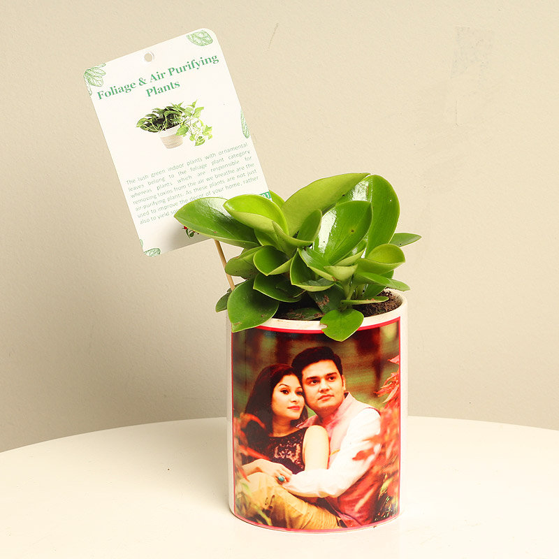Love Potted Dwarf Plant