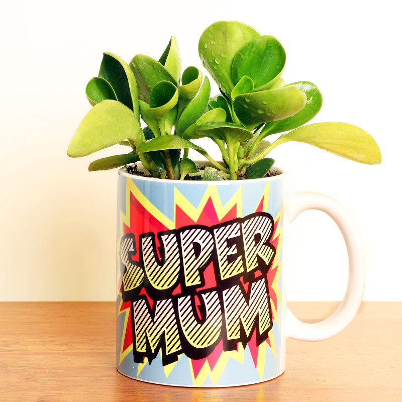 Peperomia Dwarf Plant