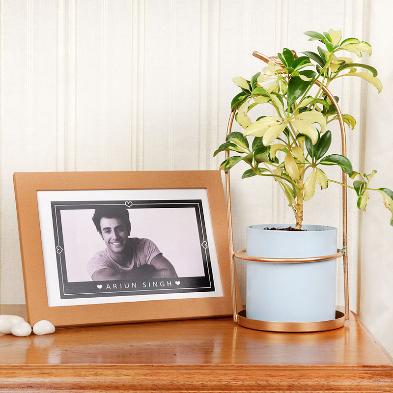 Mystical Saflera Fathers Day Plant