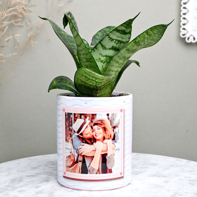 Affectionate Sansevieria Plant