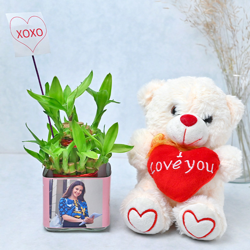 Lucky Bamboo Teddy Combo